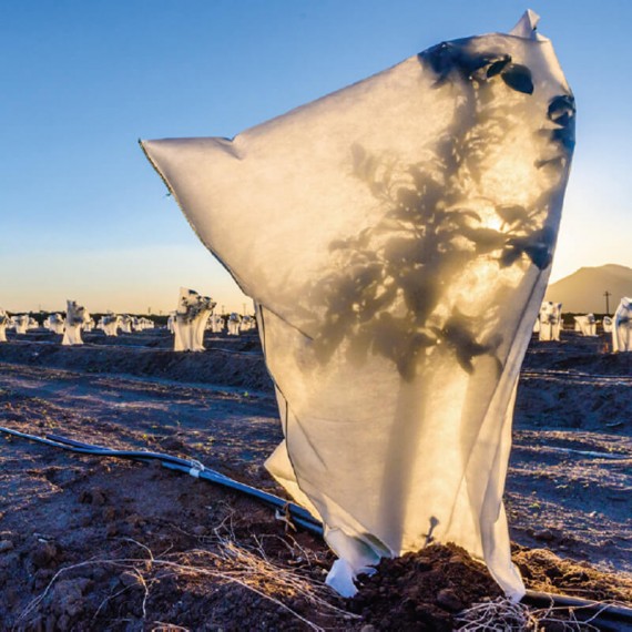 Voile d'hivernage léger pour plantations - 17 g/m² - La Fabrique à