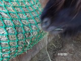 Filet à foin en forme de sac - Mailles au choix - ∅ 5 mm