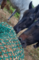 Filet à foin en forme de sac - Mailles au choix - ∅ 5 mm