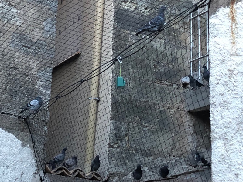 Filet volière anti-pigeons