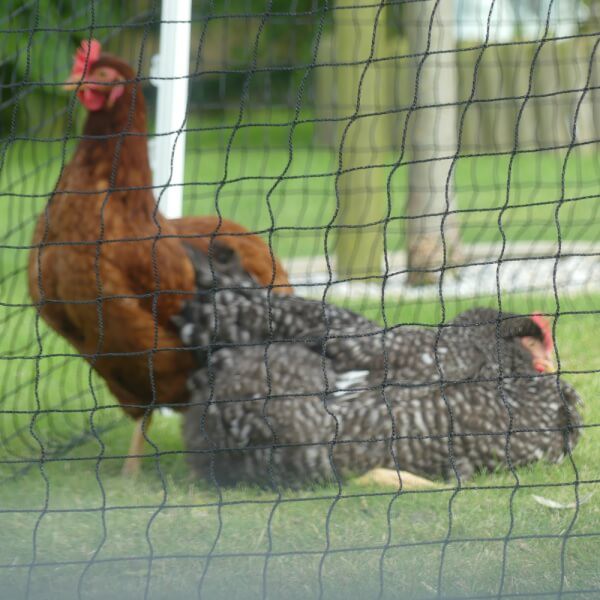 Filet pour enclos volaille