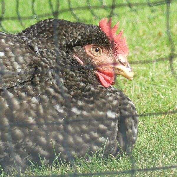 Filet pour enclos volaille