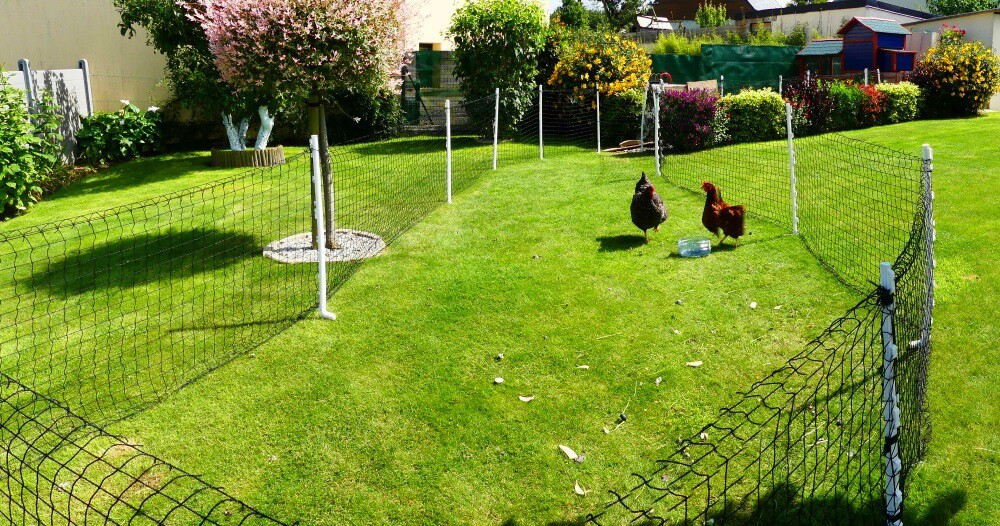 Filet de clôture pour poulailler