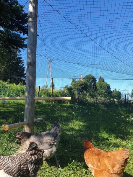 Filet de volière installé sur un poulailler