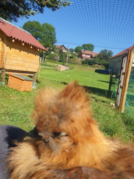 Protéger le toît d'un poulailler avec un filet de volière