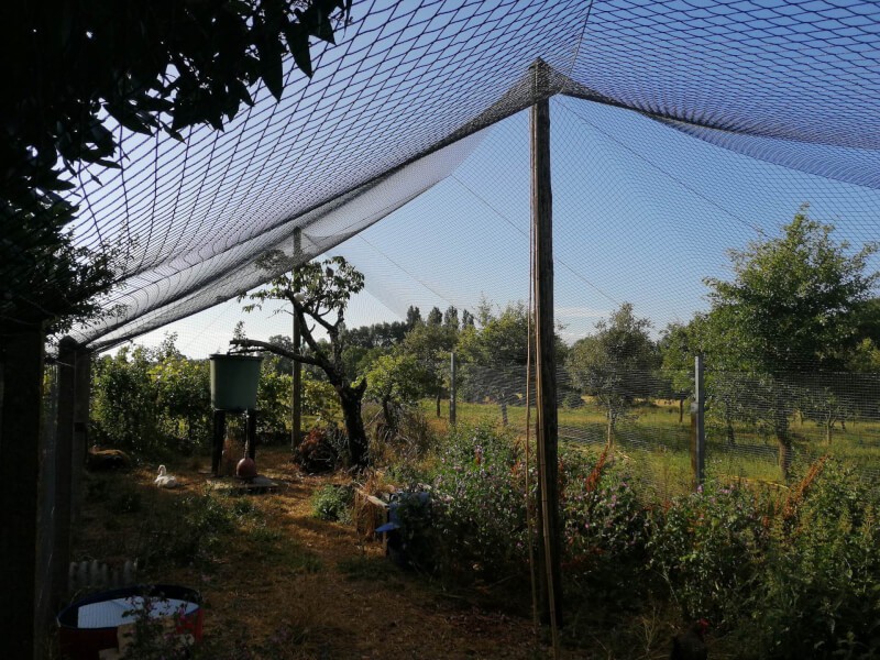 Filet pour notre volière qui accueille poules, oie, pigeons, faisans et cailles