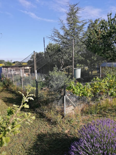 Grand filet de volière pour poules, oies, pigeons, faisans et cailles