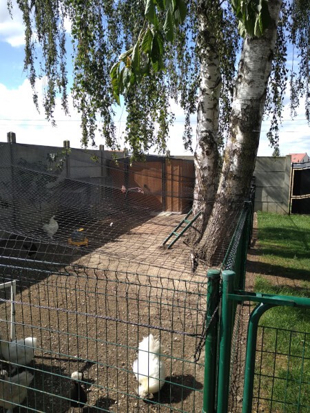 Parc pour poule d'ornement avec filet de volière