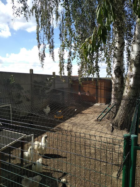 Filet de volière installé sur un parc à poules d'ornement