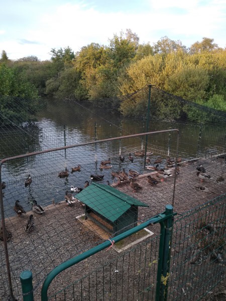 Filet pour toiture volière parc à colvert dans la Somme