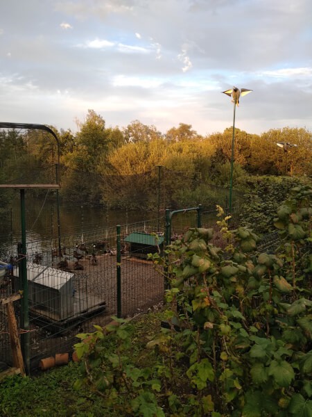 Filet pour toiture volière parc à colvert dans la Somme