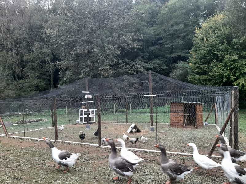 Filet de protection installé en chapiteau sur poulailler