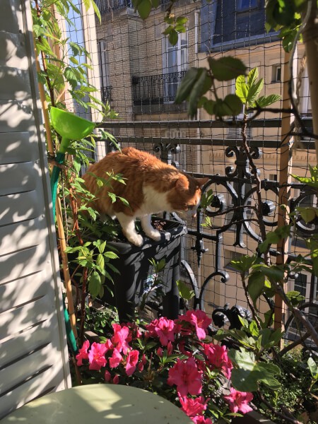 Protéger ses chats sur la balcon avec un filet mailles 50 mm