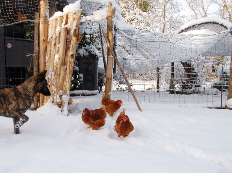 Filet de volière pour poulailler