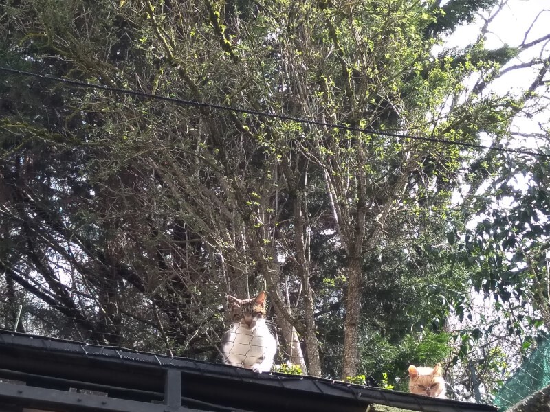 Filet installé afin d'empêcher les chats de descendre dans ma cour