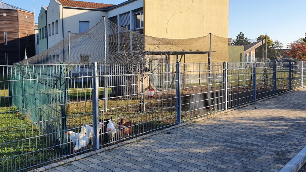 Filet de volière pour poulailler