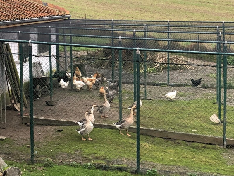 Filet de volière pour protection grippe aviaire