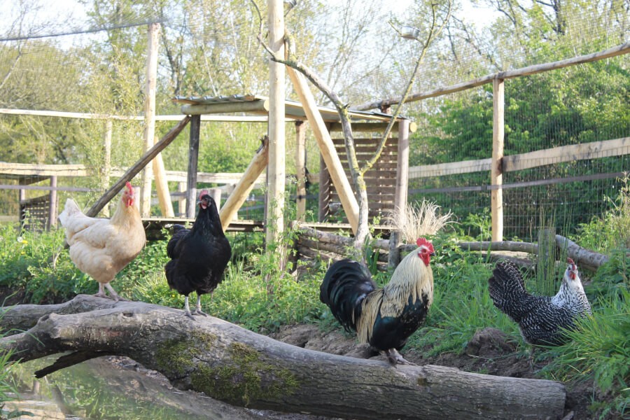 Filet de volière - Mailles 50 x 50 mm - ∅ 1,8 mm DESTOCK envoyé par un client