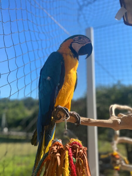 Filet de volière - Mailles 50 x 50 mm - ∅ 1,8 mm DESTOCK envoyé par un client