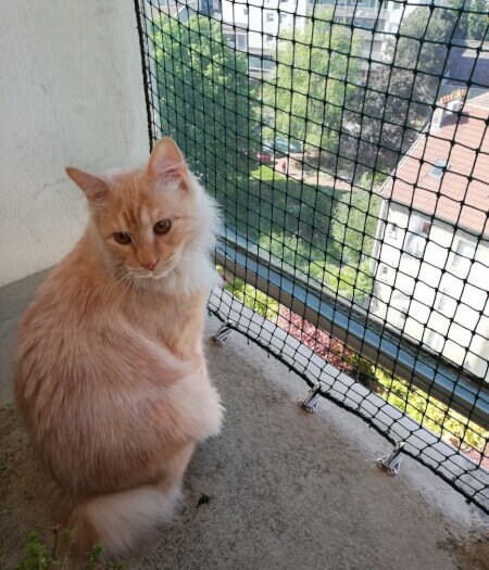 Banniere - Filets pour animaux - Filets de protection chat