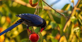 [TITRE] Protéger ses fruits et légumes