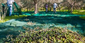 [TITRE] Récolter rapidement ses fruits