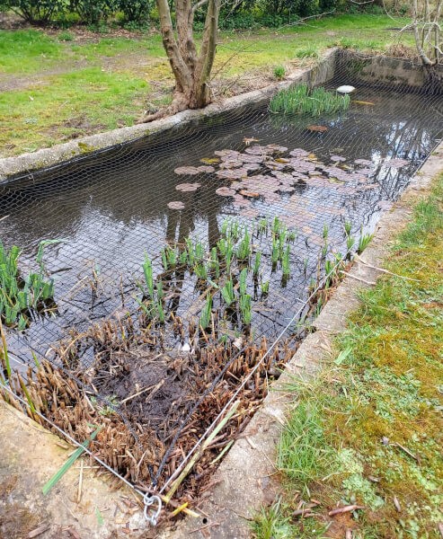Filet d'étang Filet à Feuilles Filet de Protection Contre Les Oiseaux  Robuste - différentes Longueurs et largeurs (5m x 6m) : : Jardin