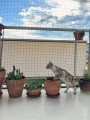 Filet de protection pour chat économique - Mailles 50 mm - ∅ 1 à 1,3 mm