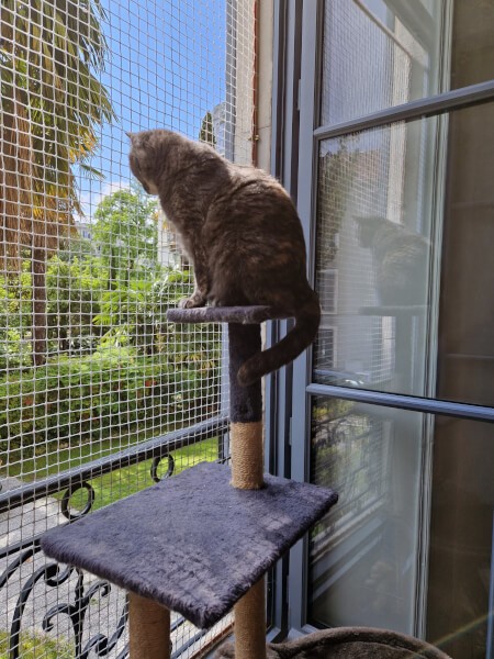 Filet de protection de fenêtre anti chute pour chat