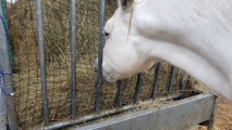 Filet à foin pour mangeoire à chevaux économique - sur mesure - Mailles 45 mm - ∅ 2,5 mm