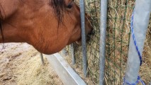 Filet à foin pour mangeoire à chevaux économique - sur mesure - Mailles 45 mm - ∅ 2,5 mm