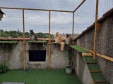 Filet de protection pour chat économique - Mailles 50 mm - ∅ 1 à 1,3 mm