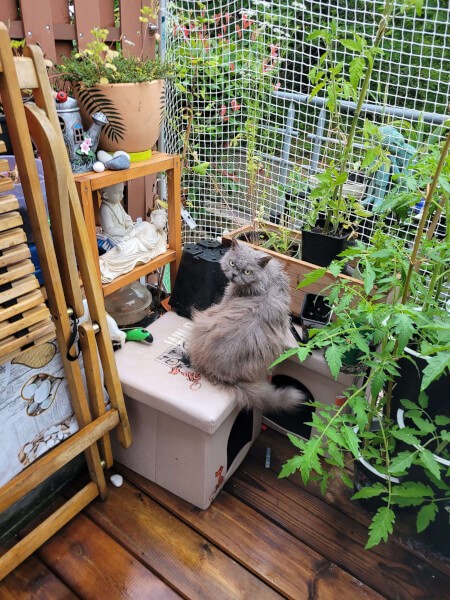 Filet de terrasse protection chat
