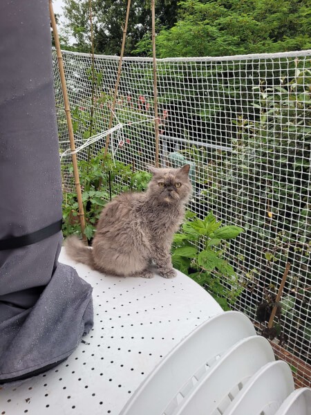 Filet de terrasse pour protection chat