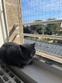 Filet de protection pour chat économique - Mailles 50 mm - ∅ 1 à 1,3 mm