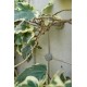 Treillis inox pour plante grimpante