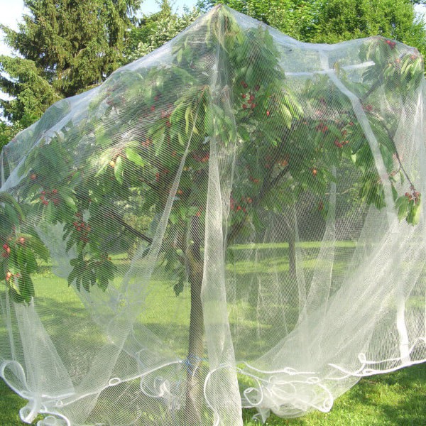 PanHuiWen Filet Protection Oiseaux Arbres Fruitiers Jardin Oiseau Filet de  pour Plante Idéal pour Prévenir Les Oiseaux et Les Gros Insectes,1x10m