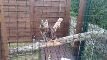 Filet de protection pour chats petites mailles - Mailles 25 x 25 mm - ∅ 1,8 mm - Tressé sans nœud