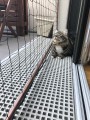 Filet de protection pour chat économique - Mailles 50 mm - ∅ 1 à 1,3 mm