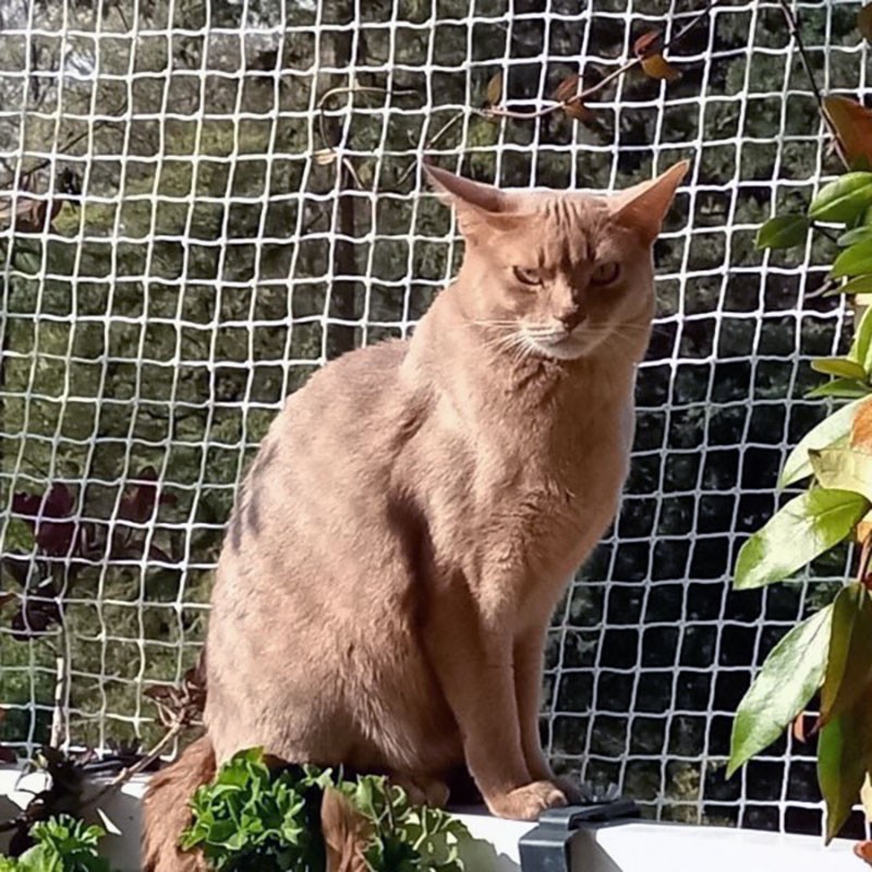Filet de protection pour chats - mailles 25 x 25 mm