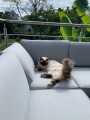 Filet de protection pour chat économique - Mailles 50 mm - ∅ 1 à 1,3 mm