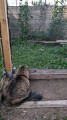 Filet de protection pour chat économique - Mailles 50 mm - ∅ 1 à 1,3 mm