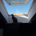 Filet de protection pour chats robuste - Mailles 25 x 25 mm - ∅ 1,8 mm - Câblé noué