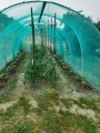Rouleau filet d'ombrage pour serre tunnel - Longueur 100 m - Ombrage modéré (± 40%)