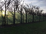 Rouleau filet d'ombrage pour serre agricole - Longueur 100 m - Monofils - Ombrage élevé (± 70%)