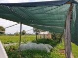 Rouleau filet d'ombrage pour serre agricole - Longueur 100 m - Monofils - Ombrage élevé (± 70%)