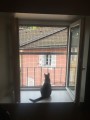Filet de protection pour chats petites mailles - Mailles 25 x 25 mm - ∅ 1,8 mm - Tressé sans nœud
