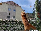 Filet de protection pour chats petites mailles - Mailles 19 x 19 mm - ∅ 1 mm - Câblé noué