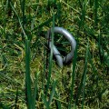 Sardine pour filet de protection - Longueur 40 cm 