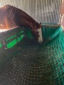 Filet à foin pour mangeoire à chevaux robuste - sur mesure - Mailles 45 mm - ∅ 5 mm